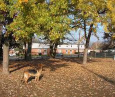 Dog Park Mohr, Park Kokomo