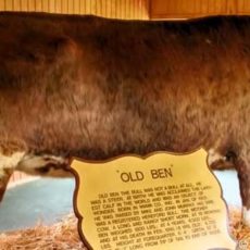 Old Ben Kokomo Indiana