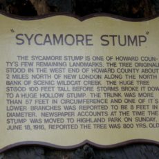 Sycamore Stump Kokomo Indiana